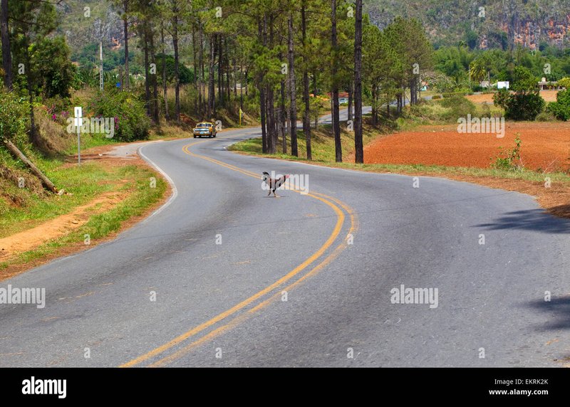 Chicken road casino, jugar chicken road