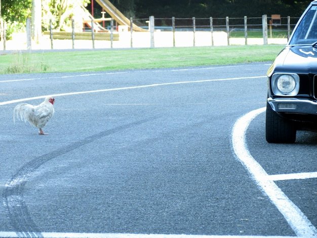 Spelen op de Populaire Chicken Road Casino in Nederland, chicken road slot